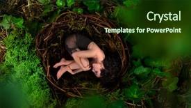  Presentation with alone - Presentation consisting of empty bird's nest background and a tawny brown colored foreground