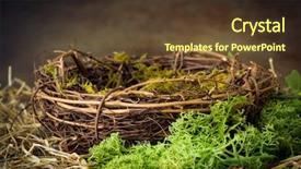  Presentation with bryophytes moss and lichen - Colorful slides enhanced with empty bird's nest backdrop and a tawny brown colored foreground
