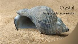  Presentation with sea shell - Audience pleasing PPT theme consisting of empty-blue-whelk-sea-shell backdrop and a coral colored foreground