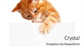  Presentation with hello kitty cute little kitten - Slide deck featuring empty board isolated on white background and a white colored foreground