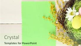  Presentation with white easter lily flowers - Audience pleasing theme consisting of empty card with easter eggs and mimosa flowers on white wooden background backdrop and a mint green colored foreground