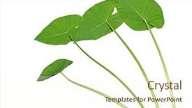  Presentation with colocasia - Slide set enhanced with empty elaphant - elephant ears taro colocasia esculenta background and a cream colored foreground