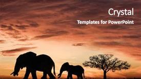  Presentation with elephants - PPT layouts consisting of empty elaphant - elephants and the sunset background and a tawny brown colored foreground