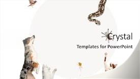  Presentation with pets - Amazing slide set having empty fish bowl - group of pets surrounding backdrop and a cream colored foreground