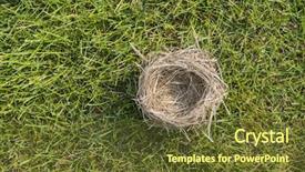  Presentation with bird - Cool new presentation design with empty nest bird abandon home backdrop and a tawny brown colored foreground