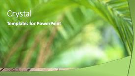  Presentation with palm leaves - Slides featuring empty-old-wooden-plank-table background and a shamrock green colored foreground