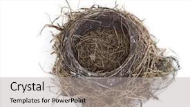  Presentation with robin bird - PPT layouts featuring empty robin bird nest isolated background and a light gray colored foreground