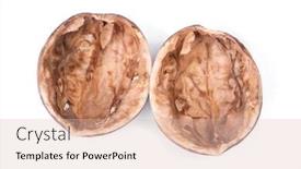  Presentation with walnut - PPT theme having empty-shell-of-walnut-isolated background and a lemonade colored foreground