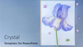  Presentation with iris flower - Presentation design with empty-space-gray-backdrop background and a light blue colored foreground