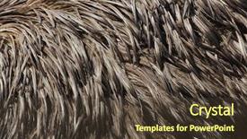  Presentation with texture - Slide deck featuring emu dromaius novaehollandiae plumage texture background and a tawny brown colored foreground