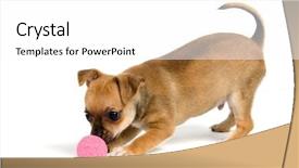  Presentation with ball bearing on a white - Theme having emulation - puppy with ball isolated background and a white colored foreground