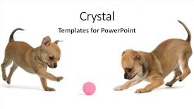  Presentation with two cute sisters playing - Colorful PPT layouts enhanced with emulation - two puppies playing ball isolated backdrop and a white colored foreground