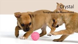  Presentation with ball bearing on a white - Slides enhanced with emulation - two puppies with ball isolated background and a coral colored foreground