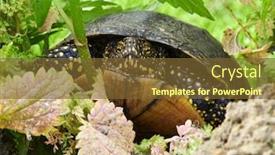  Presentation with danube delta - Audience pleasing theme consisting of emys-orbicularis-danube-delta-romania backdrop and a tawny brown colored foreground