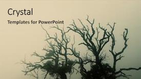  Presentation with spooky - Slide deck featuring enchanted forest - old spooky tree background and a lemonade colored foreground