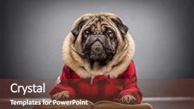  Presentation with cute christmas pug puppy dog - Presentation theme having encyclopedia - fluffy pug dog laying background and a tawny brown colored foreground