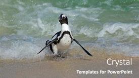  Presentation with south beach - Colorful theme enhanced with endangered-african-penguin-spheniscus-demersus backdrop and a gray colored foreground