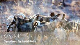  Presentation with safari south africa - Audience pleasing presentation theme consisting of endangered-animals-african-wild-dogs backdrop and a gray colored foreground