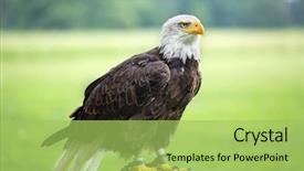  Presentation with eagle - Theme enhanced with endangered animals free - american bald eagle perched background and a yellow colored foreground