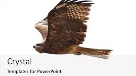  Presentation with taking the blood pressure in black women - Audience pleasing slide deck consisting of endangered animals free - beautiful photo of the black backdrop and a white colored foreground