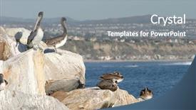  Presentation with water farming canals california - Beautiful PPT layouts featuring endangered animals free - california brown pelicans pelecanus occidentalis backdrop and a  colored foreground