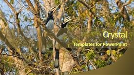  Presentation with black white tree - Slide set enhanced with endangered animals free - couple of female and male background and a tawny brown colored foreground