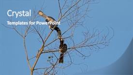  Presentation with black white tree - Presentation design with endangered animals free - couple of female and male background and a teal colored foreground