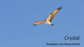  Presentation with eagle - Colorful slide deck enhanced with endangered animals free - eagle in the sky backdrop and a light blue colored foreground