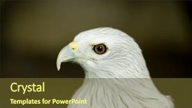  Presentation with eagle - Audience pleasing slide set consisting of endangered animals free - eagle portrait backdrop and a tawny brown colored foreground