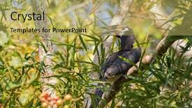  Presentation with black white tree - Amazing presentation theme having endangered animals free - female oriental pied hornbill bird backdrop and a yellow colored foreground