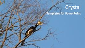  Presentation with black white tree - Amazing presentation having endangered animals free - male oriental pied hornbill bird backdrop and a teal colored foreground