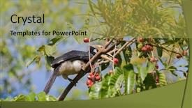  Presentation with black white tree - Beautiful theme featuring endangered animals free - male oriental pied hornbill bird backdrop and a yellow colored foreground