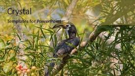  Presentation with animals nature - PPT theme enhanced with endangered animals free - oriental pied hornbill bird background and a gold colored foreground