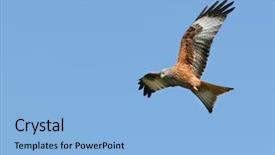  Presentation with red flight - Slide set consisting of endangered animals free - red kite eagle in flight background and a  colored foreground