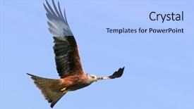  Presentation with red flight - Amazing presentation design having endangered animals free - red kite eagle in flight backdrop and a light blue colored foreground