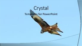  Presentation with red flight - Cool new PPT theme with endangered animals free - red kite eagle in flight backdrop and a light blue colored foreground