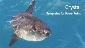  Presentation with animals nature - Theme with endangered animals free - sunfish in real sea nature background and a teal colored foreground