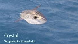  Presentation with animals nature - Cool new theme with endangered animals free - sunfish in real sea nature backdrop and a ocean colored foreground