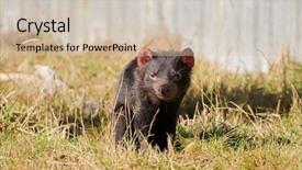  Presentation with devil - Beautiful slides featuring endangered animals free - tasmanian devil walking on green backdrop and a soft green colored foreground