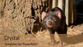  Presentation with devil - Slide deck featuring endangered animals free - tasmanian devil walking sniffing background and a coral colored foreground