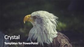  Presentation with american flag and eagle - Slide set having endangered animals free - usa american bald eagle haliaeetus background and a dark gray colored foreground