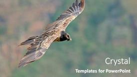  Presentation with south africa - Presentation design consisting of endangered-bearded-vulture-gypaetus-barbatus background and a gray colored foreground