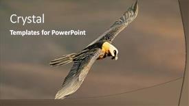  Presentation with south africa - Slide set featuring endangered-bearded-vulture-gypaetus-barbatus background and a gray colored foreground