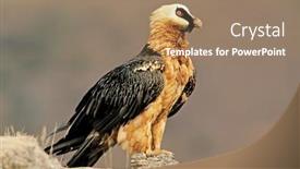  Presentation with old map south africa - Theme featuring endangered-bearded-vulture-gypaetus-barbatus background and a coral colored foreground