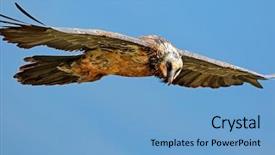  Presentation with flight - Beautiful PPT theme featuring endangered bearded vulture gypaetus barbatus in flight south africa backdrop and a light blue colored foreground