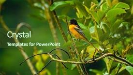  Presentation with baltimore - Cool new presentation with endangered birds - baltimore oriole icterus galbula backdrop and a tawny brown colored foreground