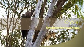  Presentation with eucalyptus australia - Amazing slides having endangered birds - carnaby s black-cockatoo bird pecking backdrop and a tawny brown colored foreground