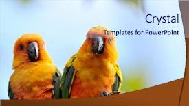  Presentation with parrots - PPT theme featuring endangered birds - colorful parrots outdoor background and a sky blue colored foreground