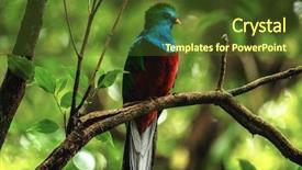  Presentation with costa rica - Cool new slide set with endangered birds - male of resplendent quetzal pharomachrus backdrop and a tawny brown colored foreground