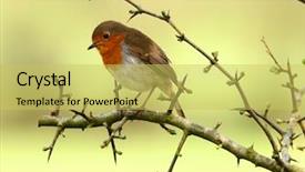  Presentation with olive tree branch ripe - Presentation theme featuring endangered birds - robin sitting on the branch background and a yellow colored foreground